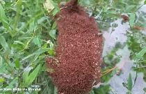 Ameisenteppich: Phänomen wird zur Plage in Texas