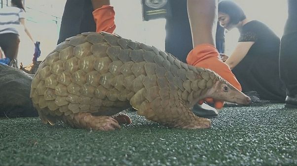 Autoridades tailandesas apreendem mais de cem pangolins vivos Autoridades tailandesas apreendem mais de cem pangolins vivos