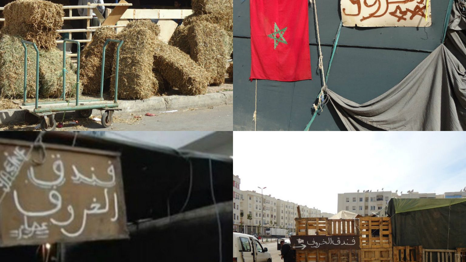 احجز لخروفك مكانا بفندق الكباش في المغرب