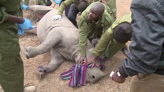Kenya : opération encochage d'oreilles pour les rhinocéros [no comment]