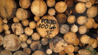 Protests at Polish logging of ancient forest