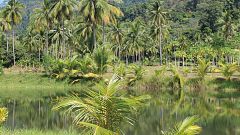 New species discovered in Amazon