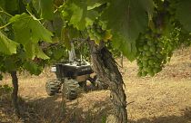 Präzisionsweinbau mit dem Roboter