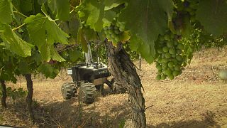 Vinbot, o robô de produção vinícola, em provas na região de Tomar