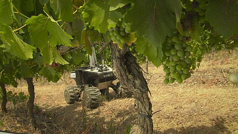 European winegrowers turn to robots to increase competitiveness