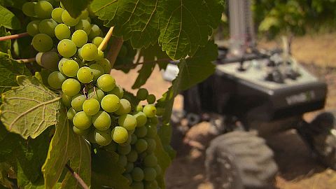 Takeaway: the wine robot