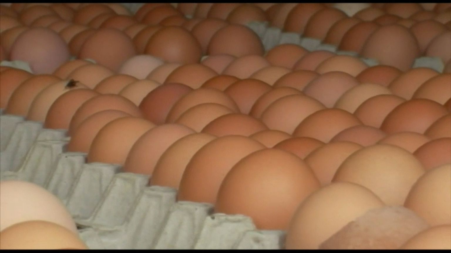 Italia: sequestro di uova contaminate da Fipronil