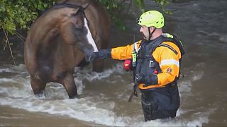 Uragano Harvey: pompieri salvano cavallo