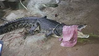Гигантского крокодила поймали на курорте в Таиланде