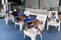 سترات ذكية تحول الكلاب الضالة إلى حراس للشوارع في تايلاند