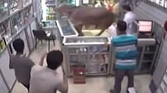 ثور هائج يقتحم صيدلية مصرية