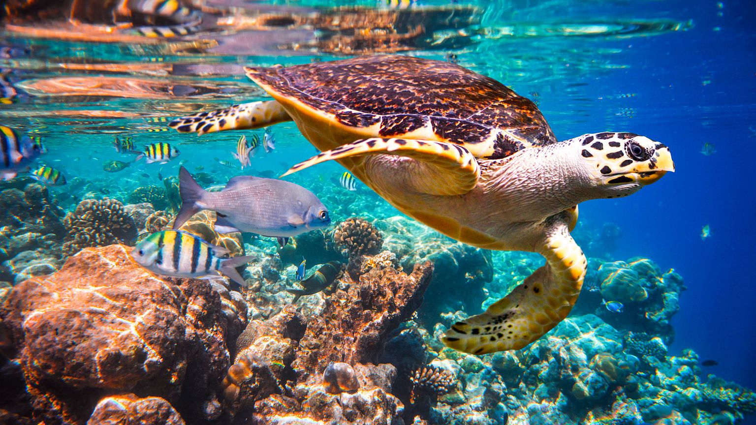 Image: Hawksbill turtle