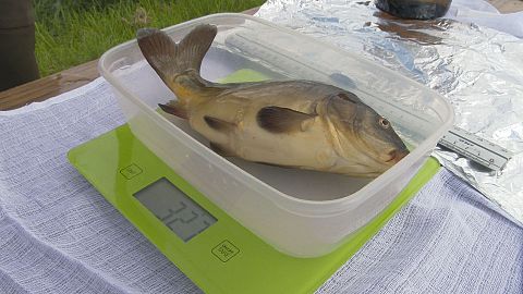 Fish in a new climate
