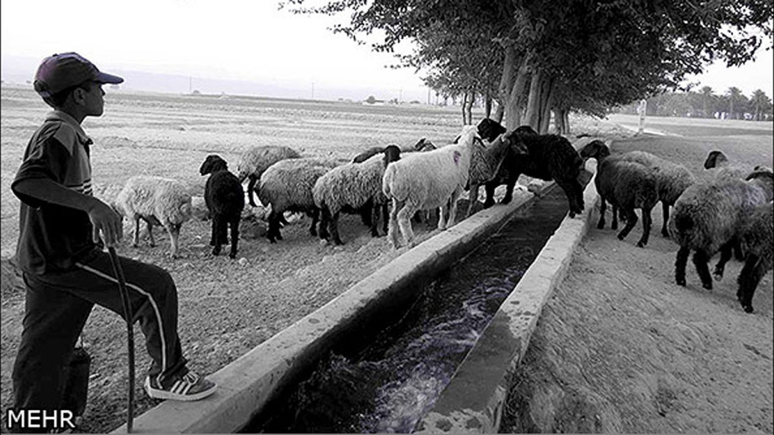 کودک چوپان‌هایی که برای نگهداری از گله معتاد می‌شوند