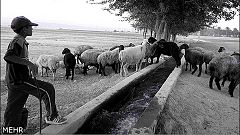 کودک چوپان‌هایی که برای نگهداری از گله معتاد می‌شوند