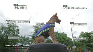 Una patrulla canina vigila las calles de Tailandia