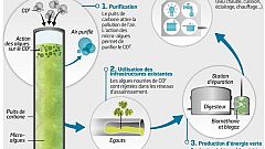Microalgas para transformar a poluição em oxigénio