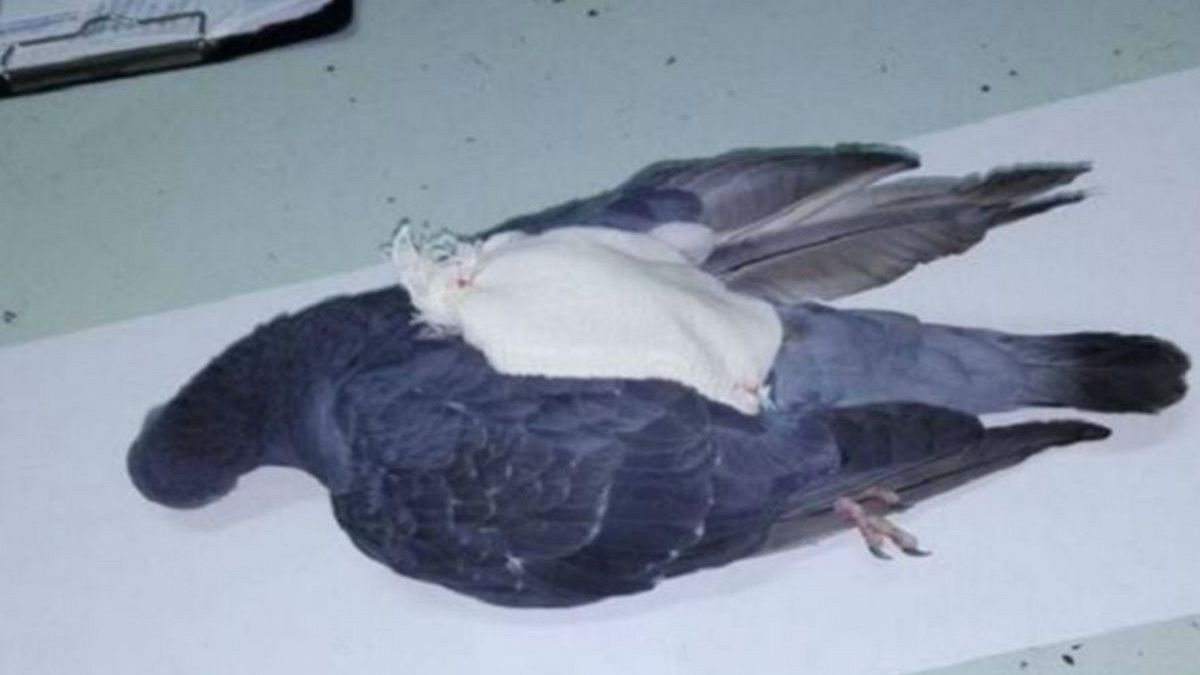 Arjantin polisi hapishaneye uyuşturucu taşıyan 'kurye kuşu' vurdu