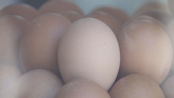Le scandale du fipronil s'étend Le scandale du fipronil s'étend