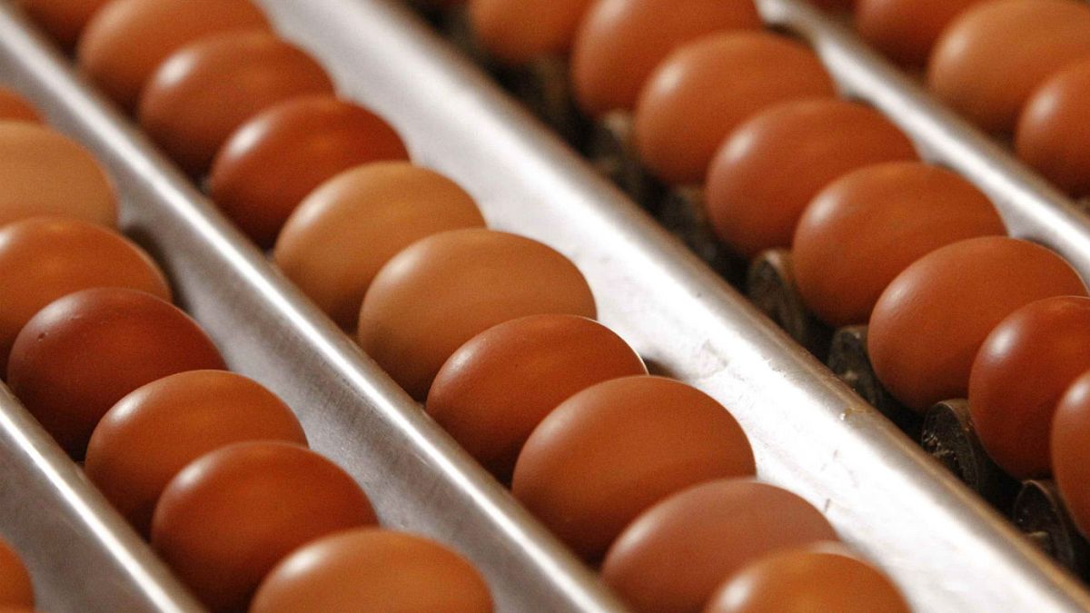 Σε 40 χώρες τα μολυσμένα αυγά - Τι ισχύει για Ελλάδα και Κύπρο