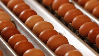 Ministério da Agricultura diz que não há ovos contaminados à venda em Portugal