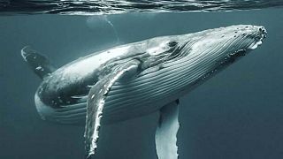 ارتباط خودکشی نهنگ ها با طوفان خورشیدی