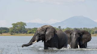 Image: African elephant bulls