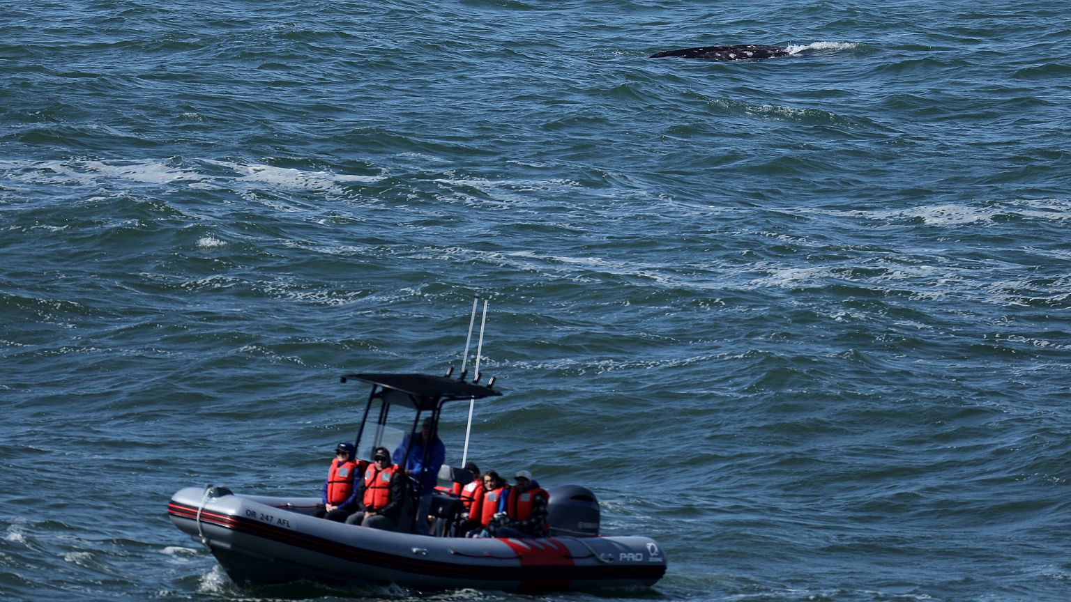Mais de 50 países debatem a proteção dos oceanos em Lisboa