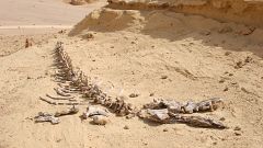 إيرلندي يعلن عن بيع قطعة من ديناصور هربت من المغرب