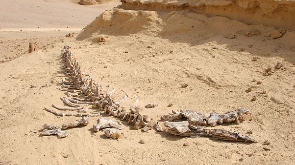 إيرلندي يعلن عن بيع قطعة من ديناصور هربت من المغرب إيرلندي يعلن عن بيع قطعة من ديناصور هربت من المغرب