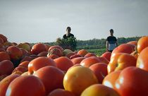 کاشت گوجه فرنگی های خوش طعم، خوش رنگ و مقاوم در برابر خشکسالی