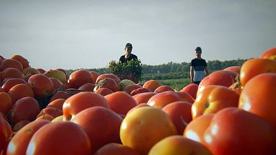 Perfekten Tomaten für die Wüste