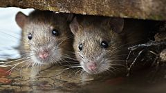 Ratten attackieren behinderte Samantha (14) nachts im Bett