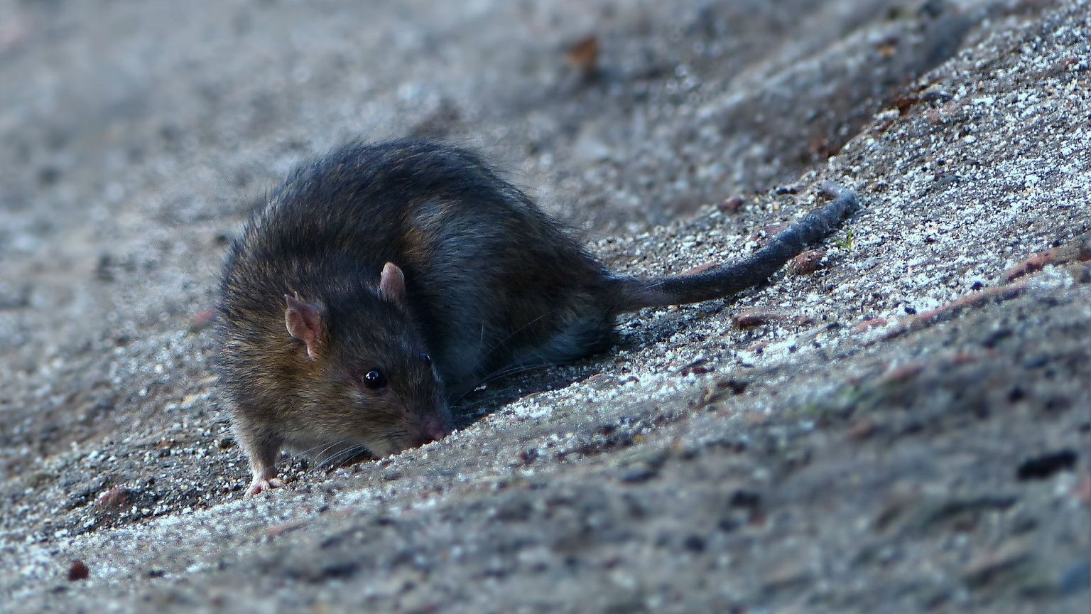 Girl mutilated by rats in her sleep