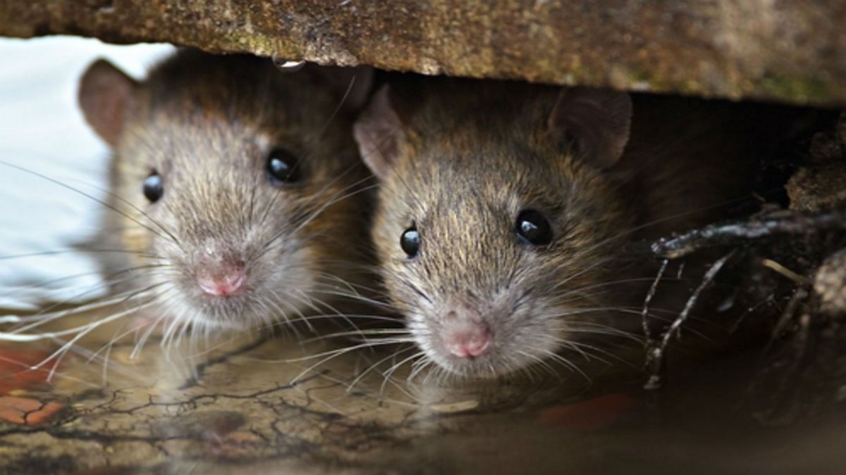 Patkányok harapdáltak össze egy végtagbénulásos tinilányt
