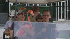 Florida'daki hayvanlar Irma Kasırgası sebebiyle nakliye edildi