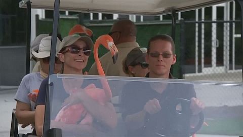 Florida'daki hayvanlar Irma Kasırgası sebebiyle nakliye edildi