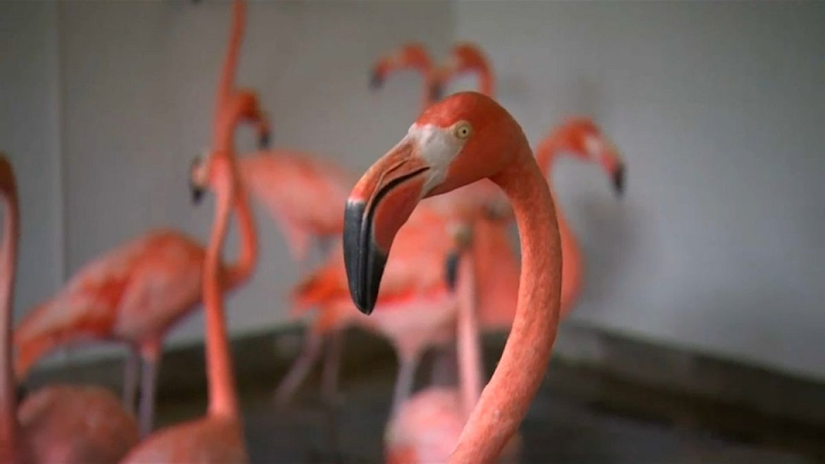 طائر "الفلامنجو الوردي" الرقيق لا يقوى على إعصار إيرما !