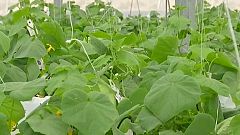 صحراء الأردن تخضر
