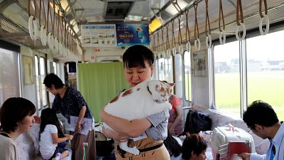 Gatos a bordo de um comboio em Gifu