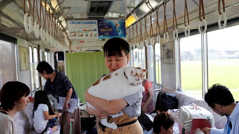 Japanese train operator invites cats on board to highlight plight of strays