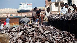 Illegal fishing by E.U. vessels, The Gambia, Eq. Guinea worse hit: Oceana report