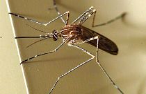Gefährliche Mückenstiche
