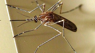 Gefährliche Mückenstiche