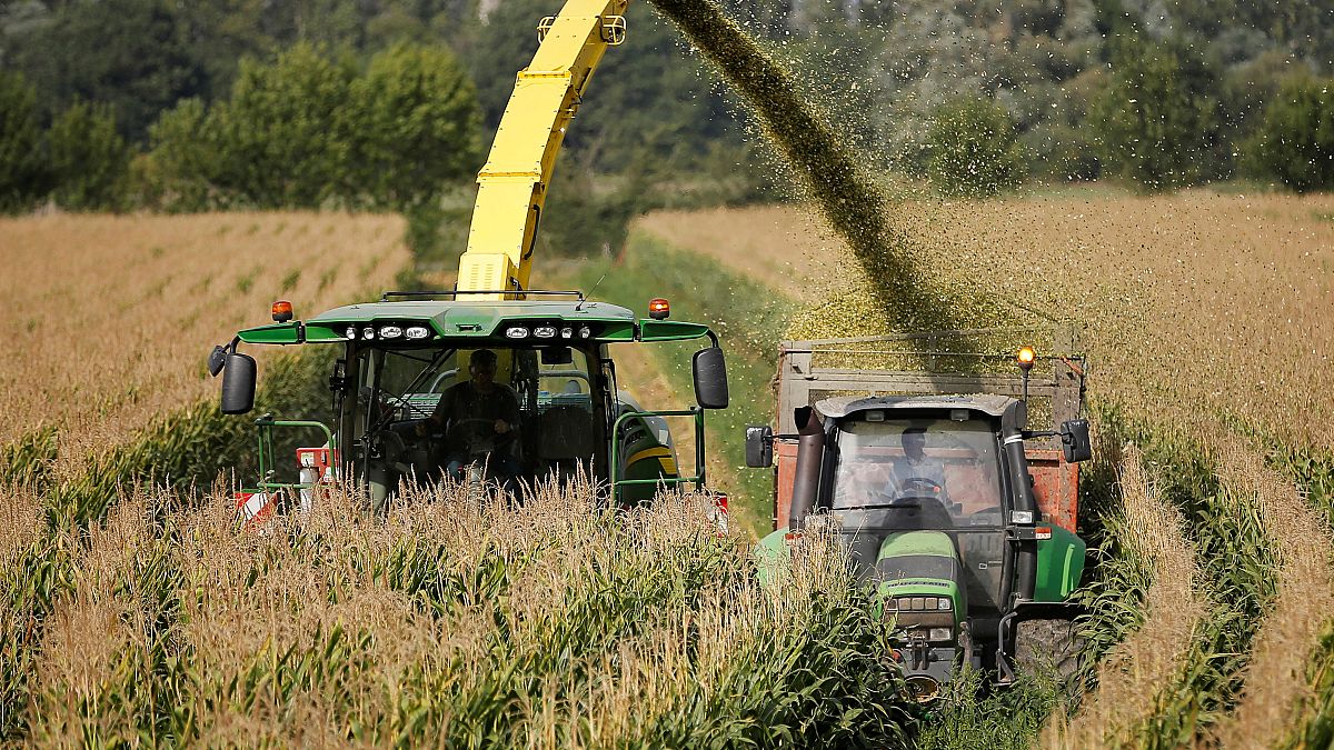 Ogm: Corte Ue dà torto all'Italia, stop coltivazioni solo con rischi certi