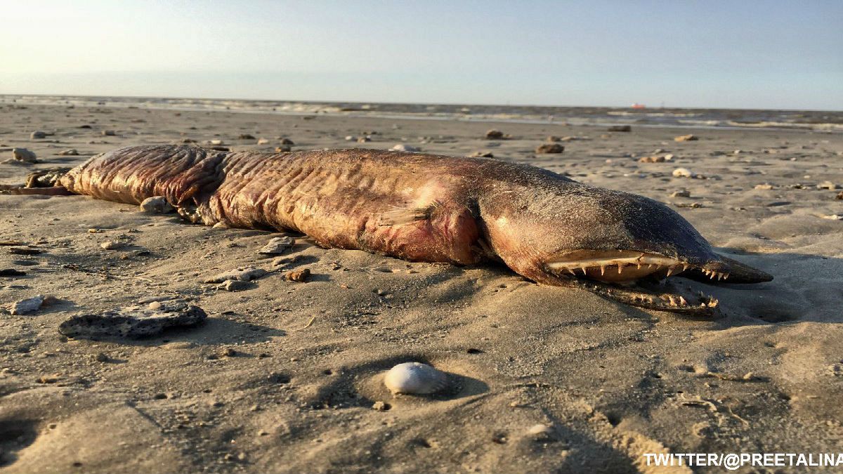 ظهور كائن بحري غريب على شاطئ تكساس بعد إعصار هارفي