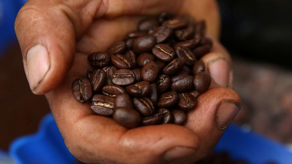 Klimawandel: Mehr als 90 Prozent der Kaffeeanbauflächen in Südamerika bedroht Klimawandel: Mehr als 90 Prozent der Kaffeeanbauflächen in Südamerika bedroht
