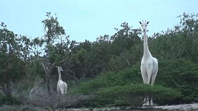 Rare white giraffes spotted in Kenya