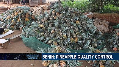 Pineapple production in Benin bounces back after suspension [Business Africa]