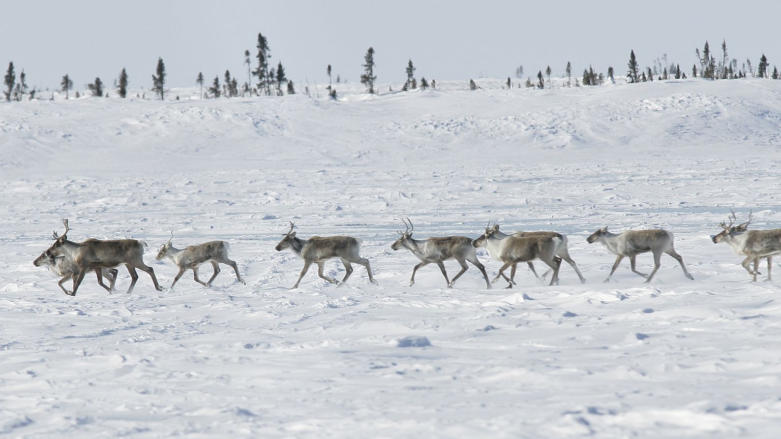 La biodiversité en danger au Canada